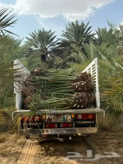 السلام عليكم ورحمه الله وبركاته عندنا نخل طيب نتواجد في الطا 9