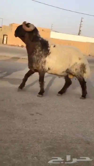 فحول نعيم صنف طيبه للبيع 3