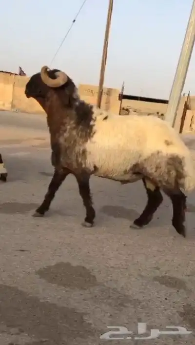 فحول نعيم صنف طيبه للبيع 5