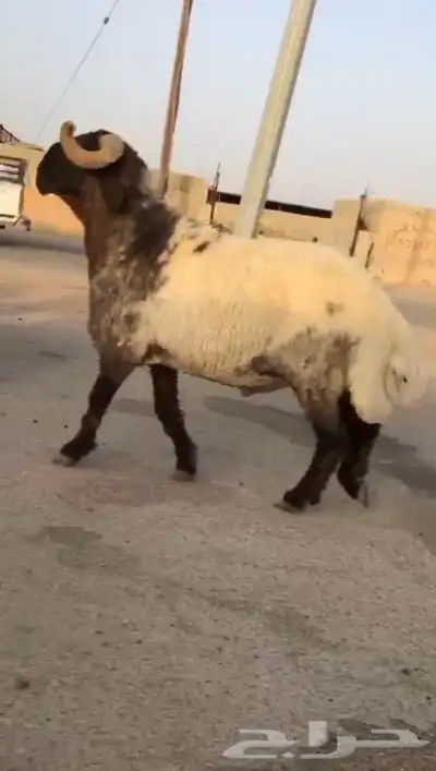فحول نعيم صنف طيبه للبيع 1