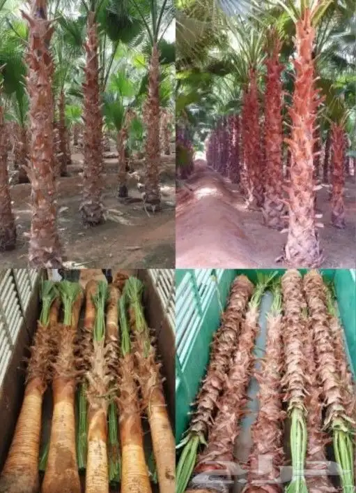 نخل واشنطن 10