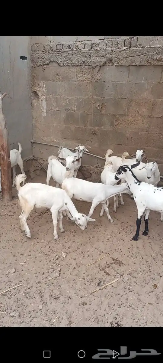 بهم معزا مراح واحد 0