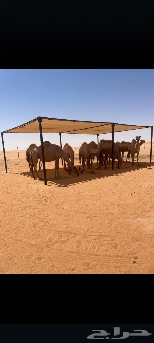 مضلات ابل النوع الجديد 2