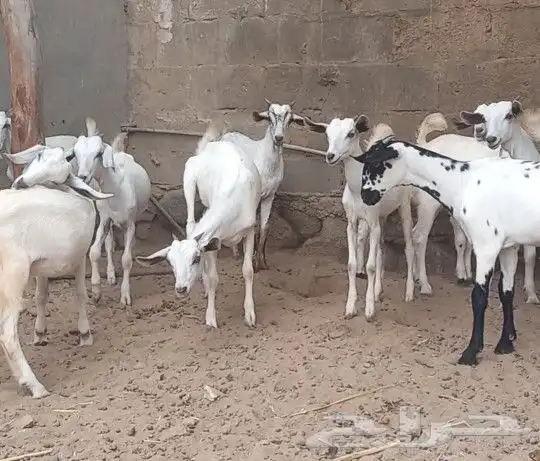 بهم معزا مراح واحد 2