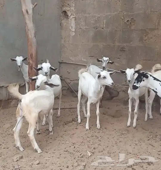 بهم معزا مراح واحد 1