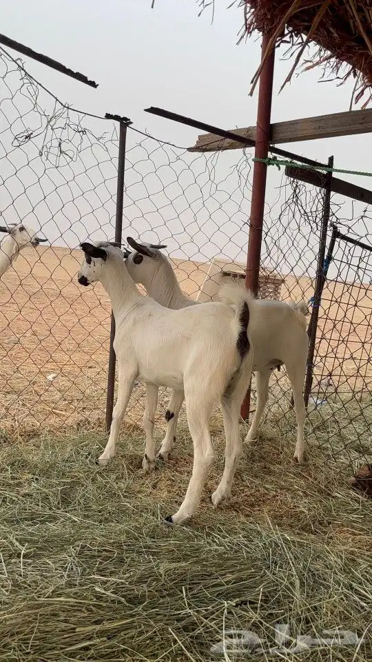 معزا بيشيه صنف 0