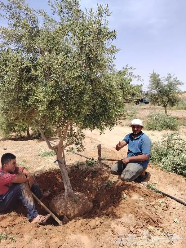 يوجد لدينا زيتون معمر مثمر جميع الأحجام ويوجد وسط ويوجد شتلا 2