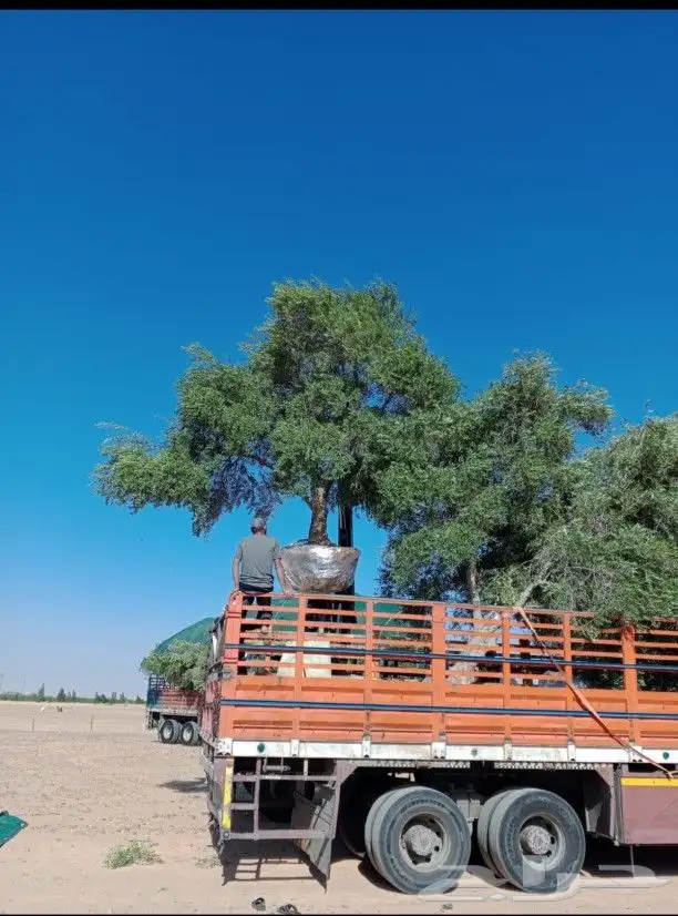 يوجد لدينا زيتون معمر مثمر جميع الأحجام ويوجد وسط ويوجد شتلا 7