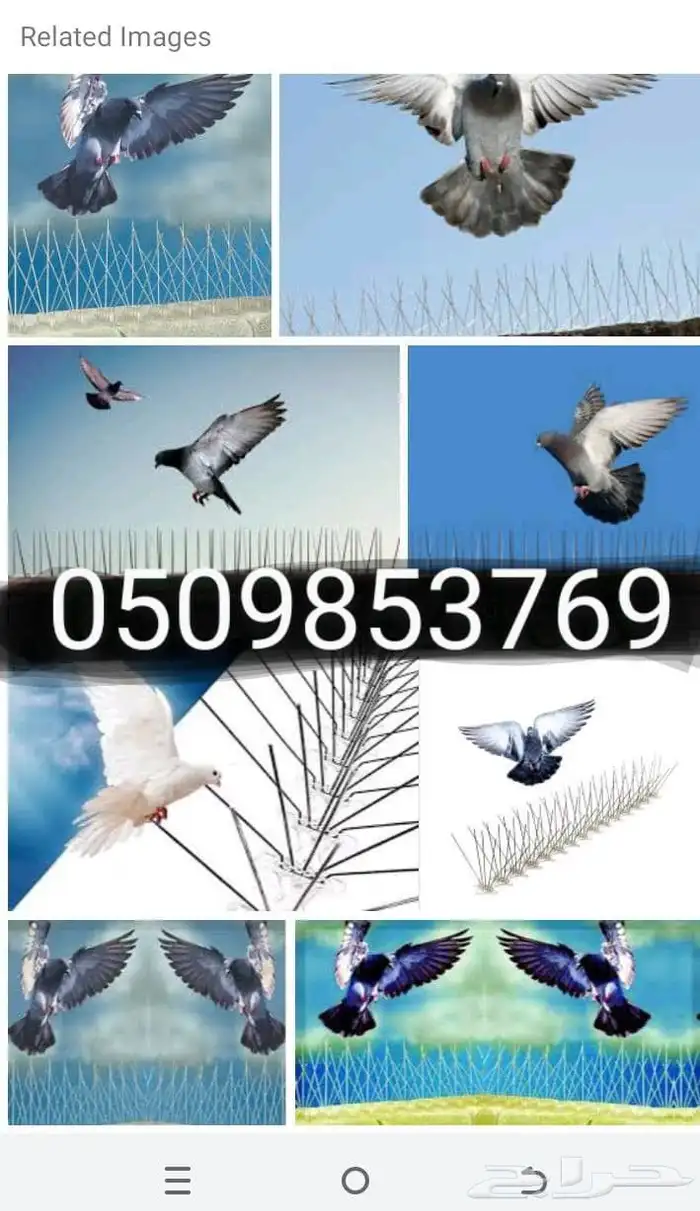 طرد الحمام شبابيك شوق 1
