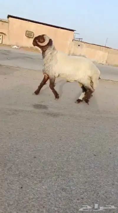 فحول نعيم صنف طيبه للبيع 4