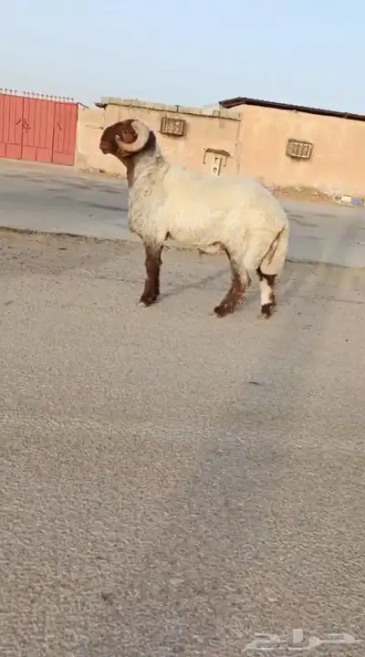 فحول نعيم صنف طيبه للبيع 0
