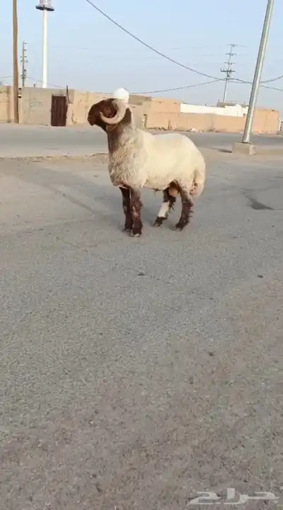 فحول نعيم صنف طيبه للبيع 2