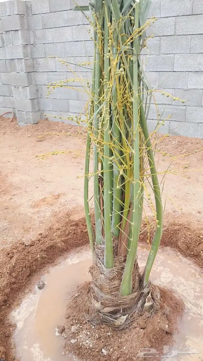 يوجد لدينا نخل طيب ومقاسات مناسبة ونوايع فاخره 8