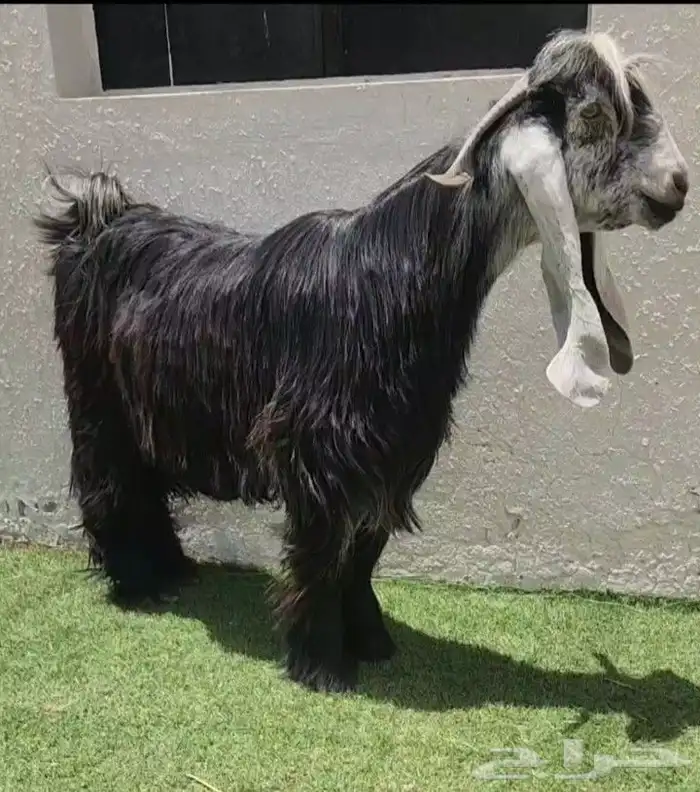 تيس عااارضي 0