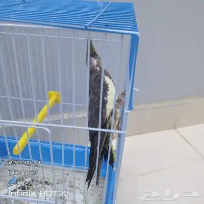 شهده 0