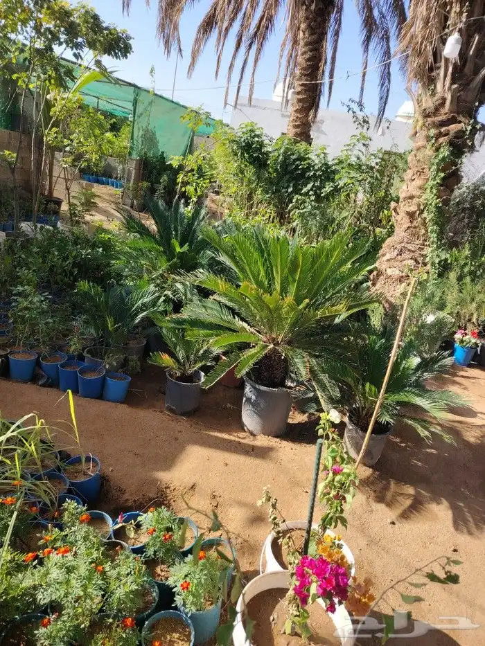 فخاريات 8