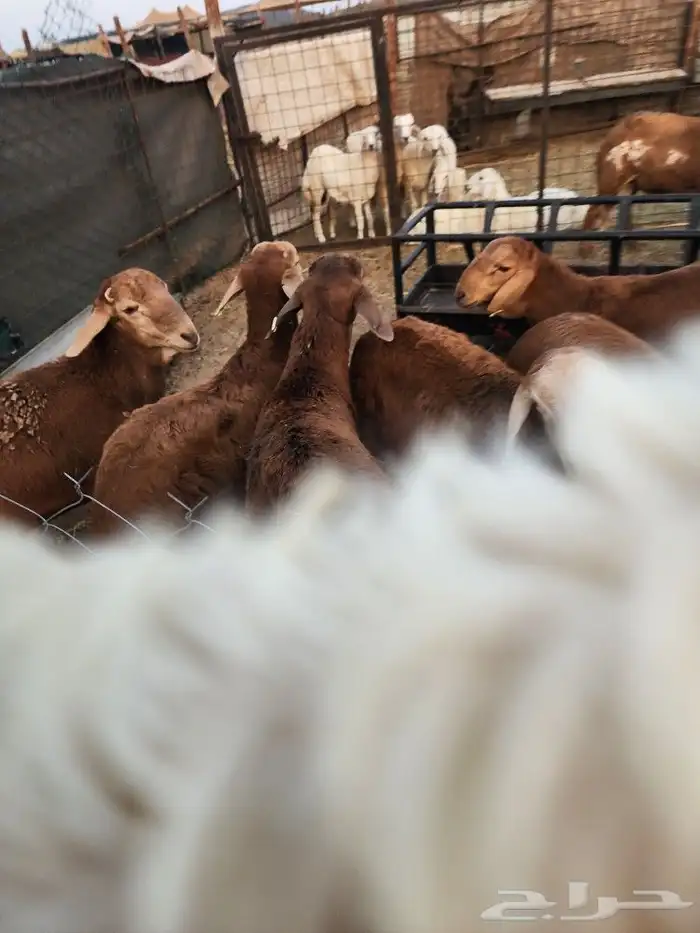 حريات وسواكن وتيوس جنوبية لزواجات والمناسبات 11