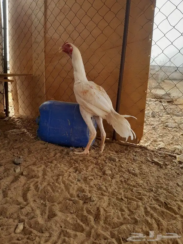 ديك سندي 0