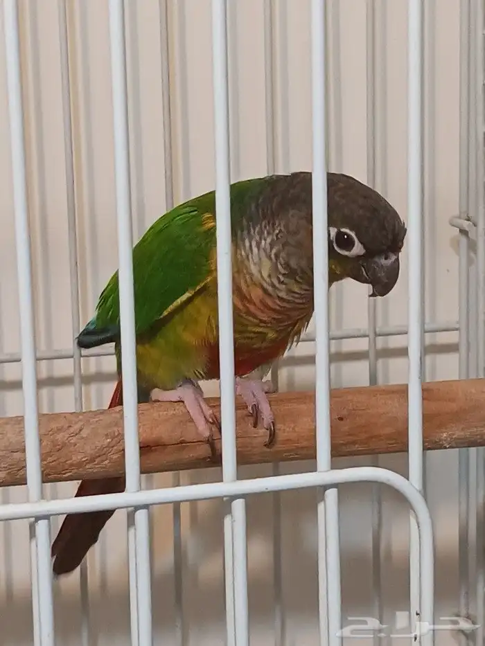 ذكر كنيور للبيع 0