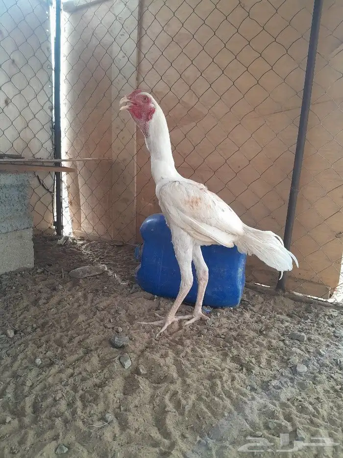 ديك سندي 1