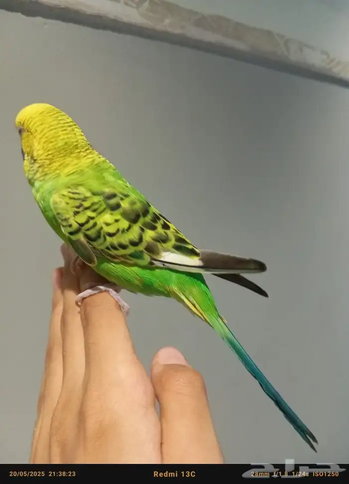 ذكر بادجي أليف 2