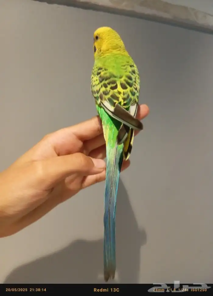 ذكر بادجي أليف 0