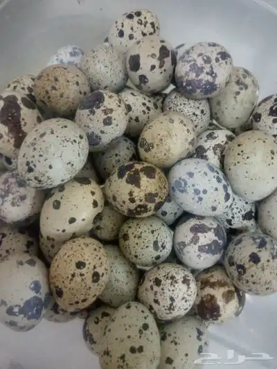 بيض سمان 1