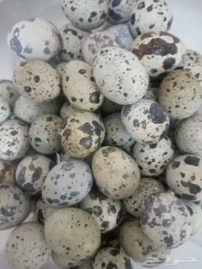 بيض سمان 0