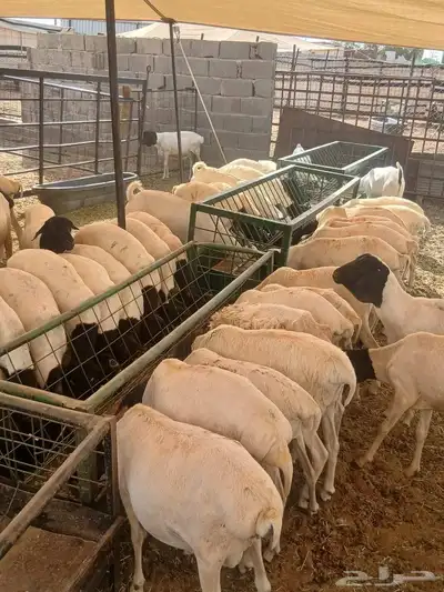 برابر وتيوس صوماليه واسعار ممتازه 0