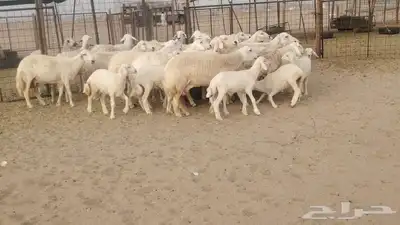 ضان حريات حرش متابيع طيبة بهمها ذبايح 20تحتها19 0