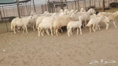 ضان حريات حرش متابيع طيبة بهمها ذبايح 20تحتها19 2