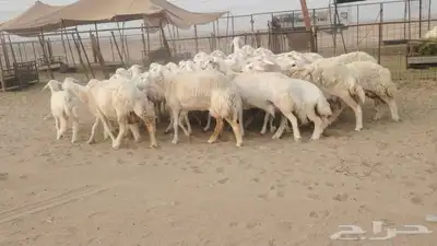 ضان حريات حرش متابيع طيبة بهمها ذبايح 20تحتها19 1