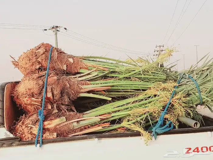 مشاءالله تبارك الرحمن توفر نخيل خلاص درجة اولى طيب ونهى 1