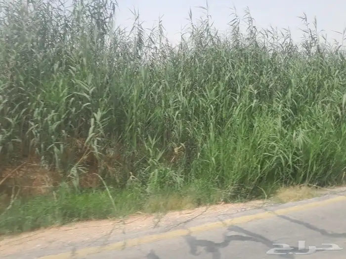 قنا أخضر يصلح للابل 4