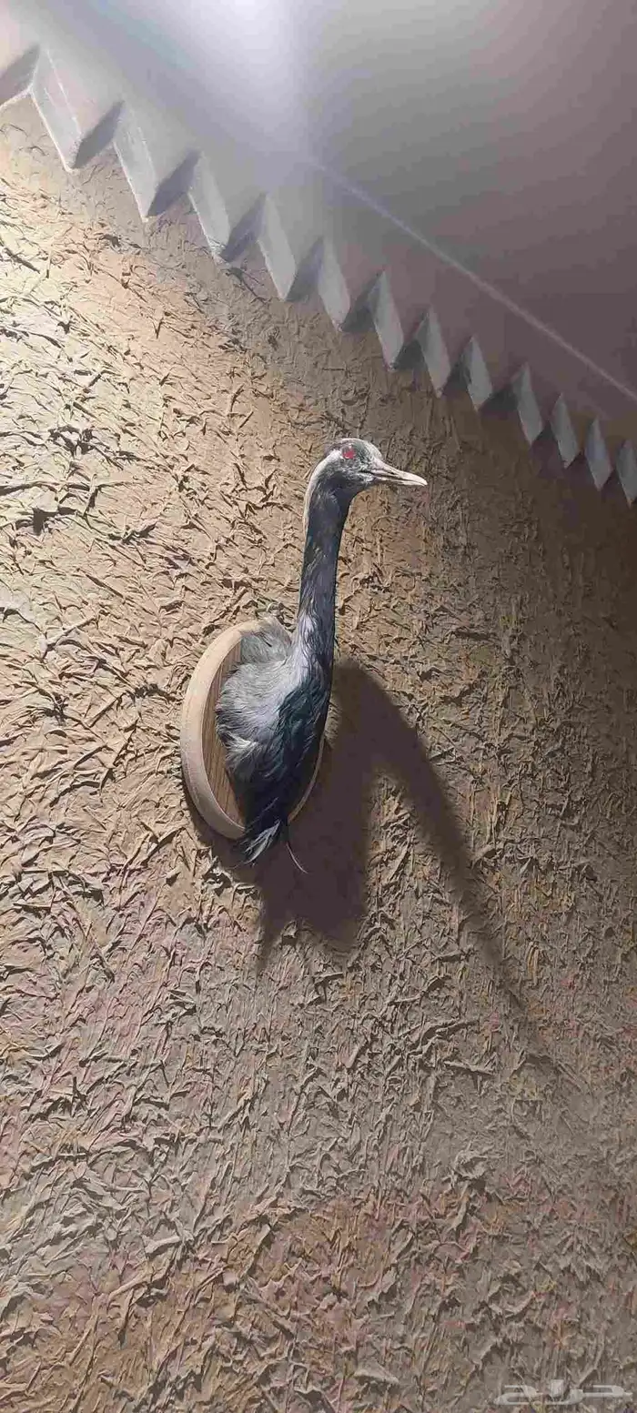 محنطات للمجالس 0