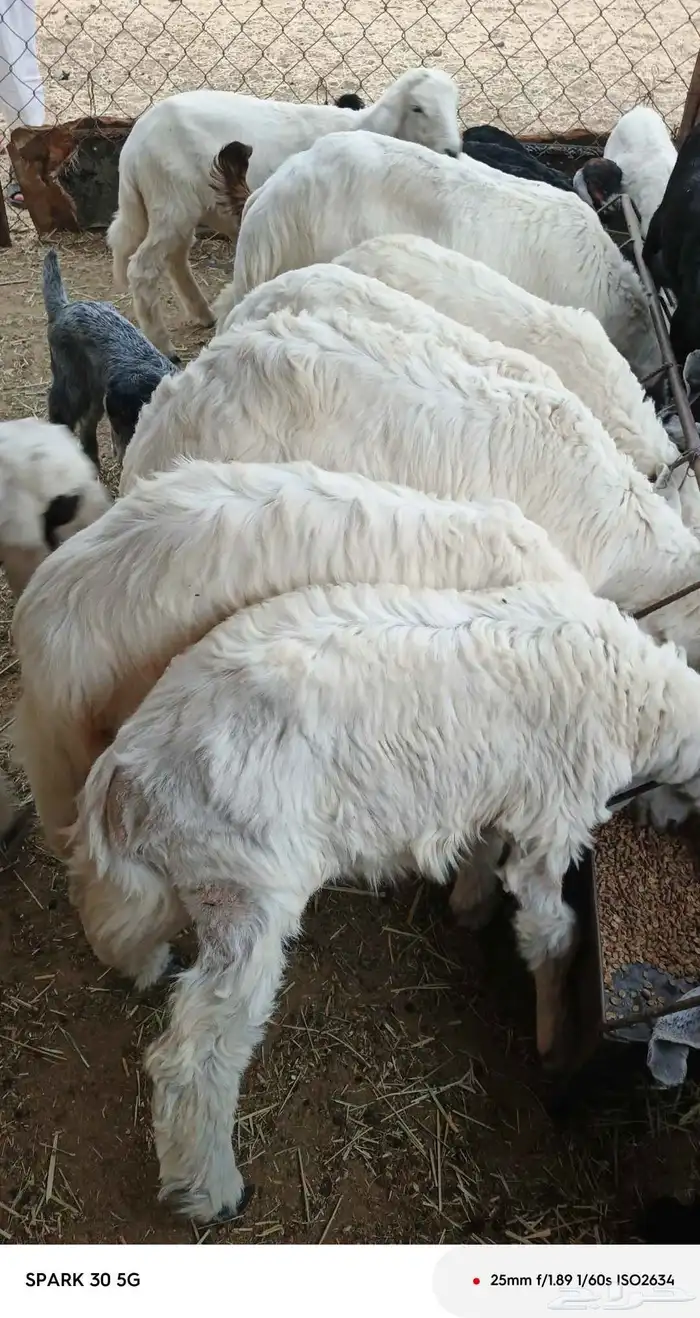 تيوس 0
