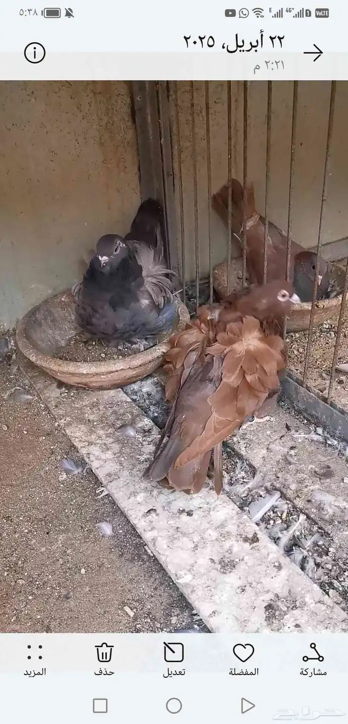 4 حبات حمام كشكشي أوفر الطرفين إناث كلها ومنتجه 7