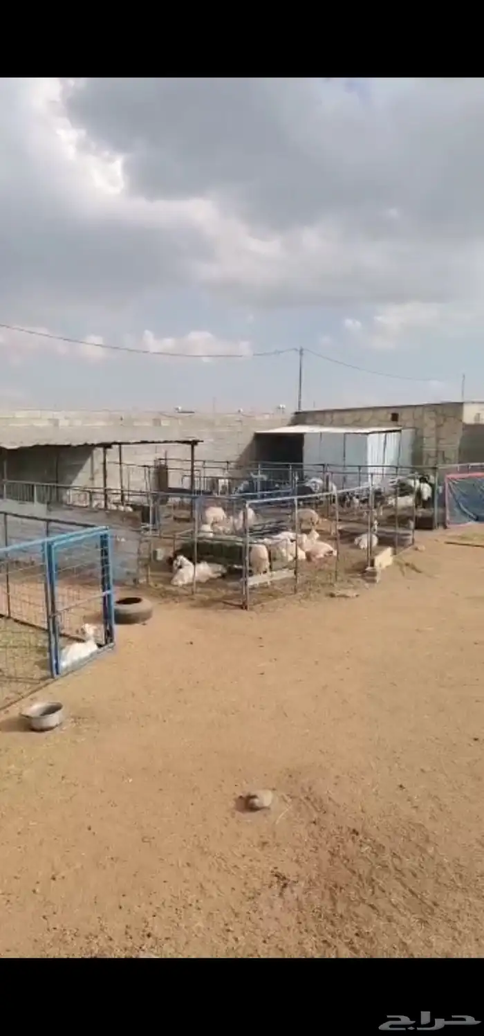 شبوك ايجار باليوم بالشهر و السنة 5