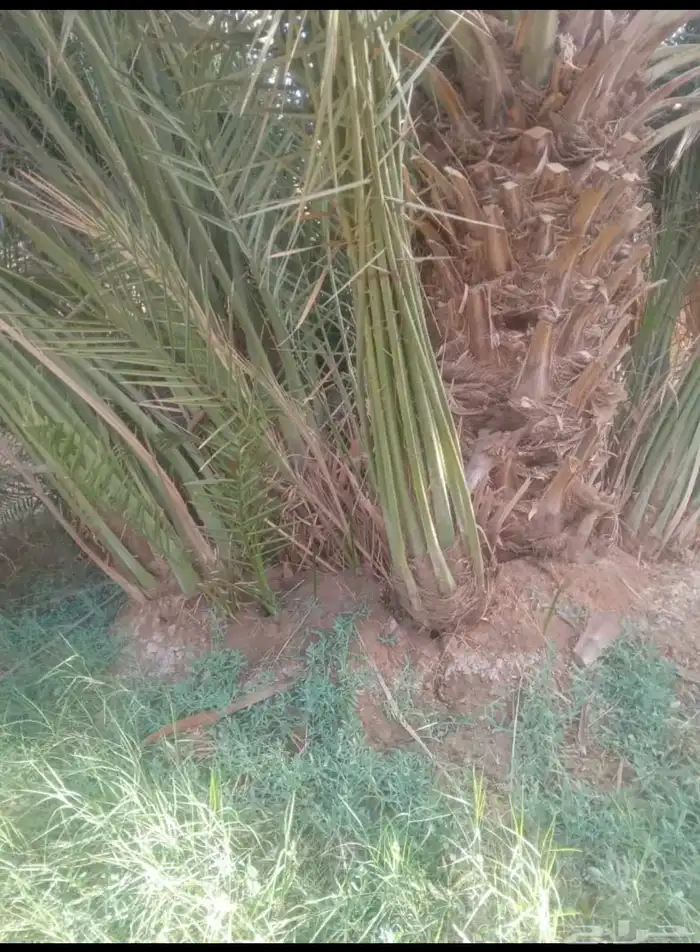 فسايل للبيع 0