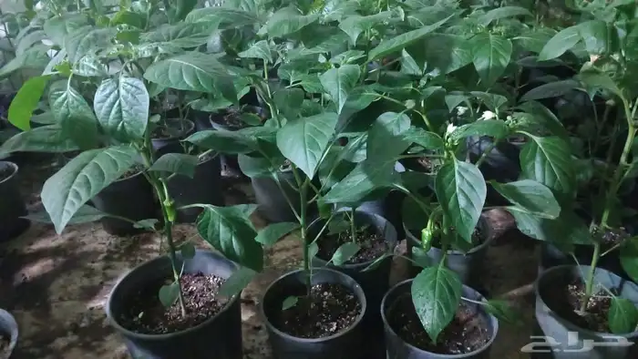 شتلالت فلفل شقرا متوفر كميه للمشاتل 4