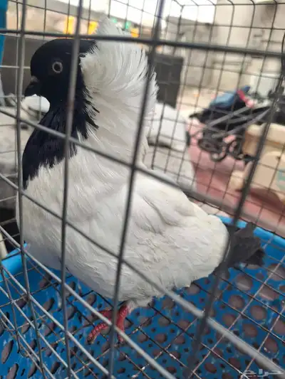 أنثى سوداني للبيع 1