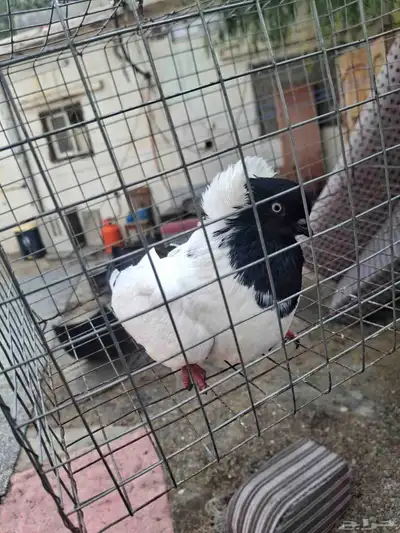 أنثى سوداني للبيع 0