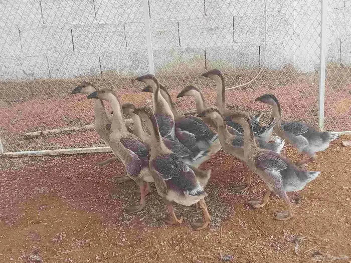وز عراقي بيور كوابر 6 اجوز 1