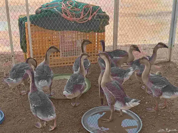 وز عراقي بيور كوابر 6 اجوز 3
