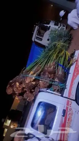 نخل البيع إخلاص برحي مجدول اسكري اشيشي هلالي نخل واشنطني 7