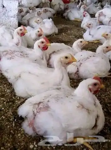 مشرف مزارع دواجن تسمين لحم ولي خبره عاليه في هذا المجال 4