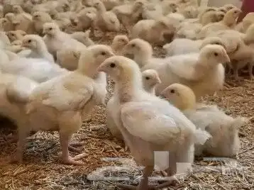 مشرف مزارع دواجن تسمين لحم ولي خبره عاليه في هذا المجال 8