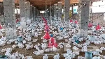 مشرف مزارع دواجن تسمين لحم ولي خبره عاليه في هذا المجال 3