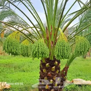 توريداجودانواع النخيل المثمروالزينةالواشنطني 0