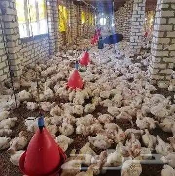 مشرف مزارع دواجن تسمين لحم ولي خبره عاليه في هذا المجال 1